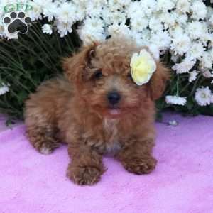 Nettie, Miniature Poodle Puppy