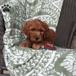 Nevin, Mini Goldendoodle Puppy