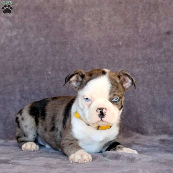 Nick, Boston Terrier Puppy
