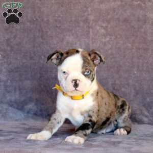 Nick, Boston Terrier Puppy
