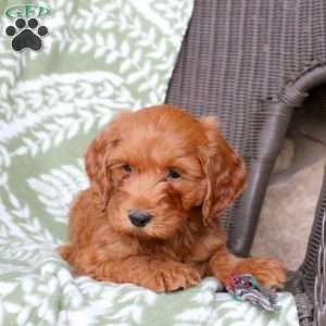 Nick, Mini Goldendoodle Puppy