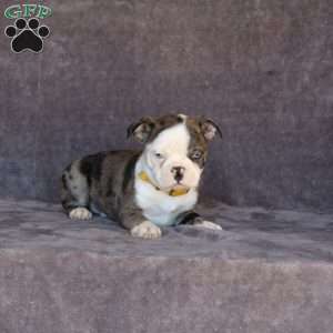 Nick, Boston Terrier Puppy