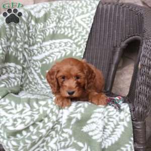 Nick, Mini Goldendoodle Puppy