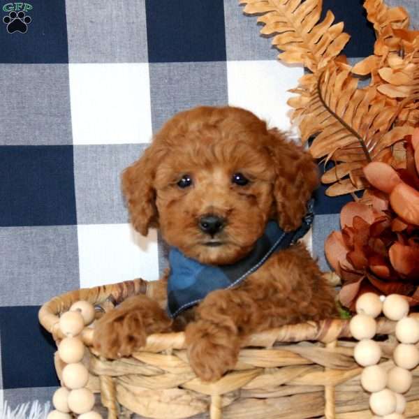 Nick, Miniature Poodle Puppy