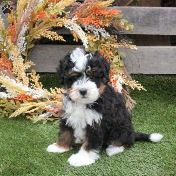 Nico, Mini Bernedoodle Puppy