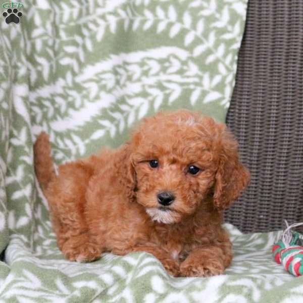 Nico, Mini Goldendoodle Puppy