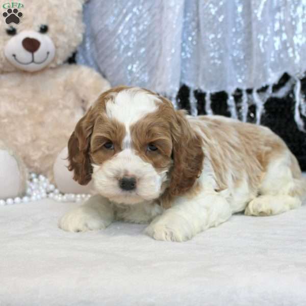 Nico, Cockapoo Puppy