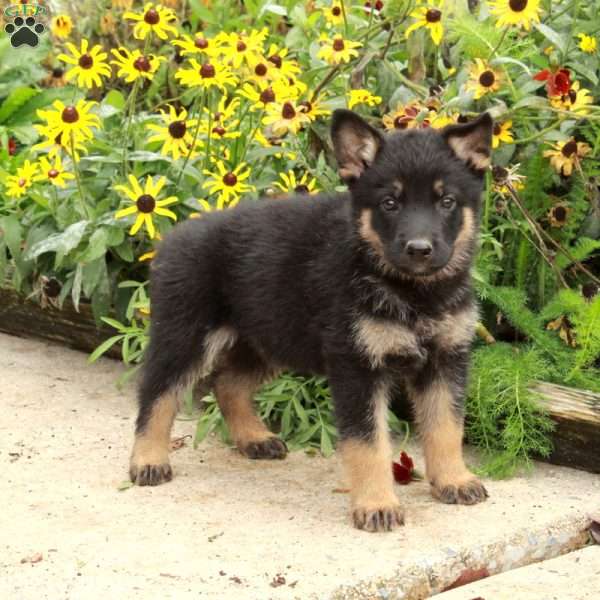Nico, German Shepherd Puppy