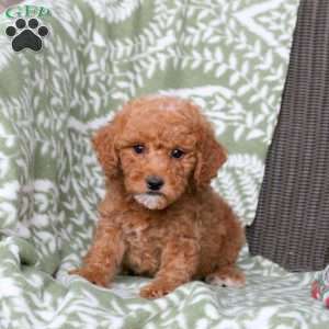 Nico, Mini Goldendoodle Puppy