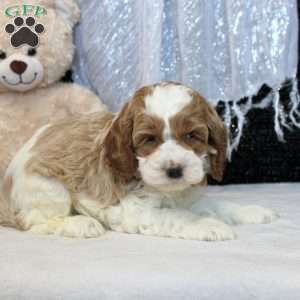 Nico, Cockapoo Puppy