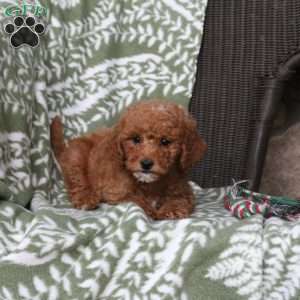 Nico, Mini Goldendoodle Puppy