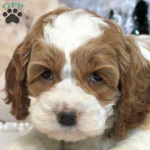 Nico, Cockapoo Puppy