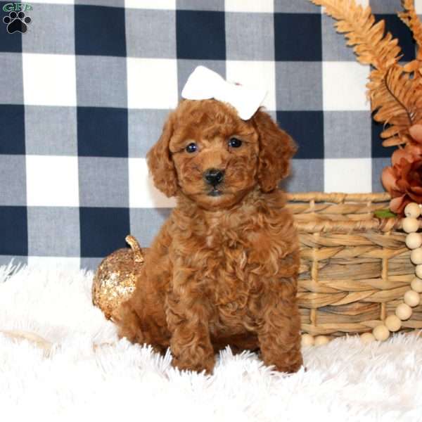 Nicole, Miniature Poodle Puppy