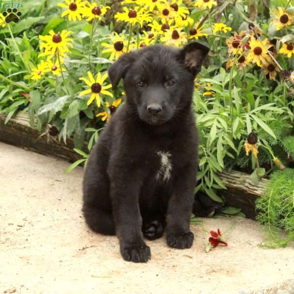 Nina, German Shepherd Puppy