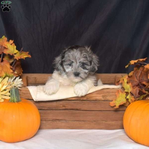 Nitro, Shih-Poo Puppy
