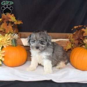 Nitro, Shih-Poo Puppy