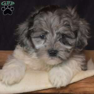 Nitro, Shih-Poo Puppy