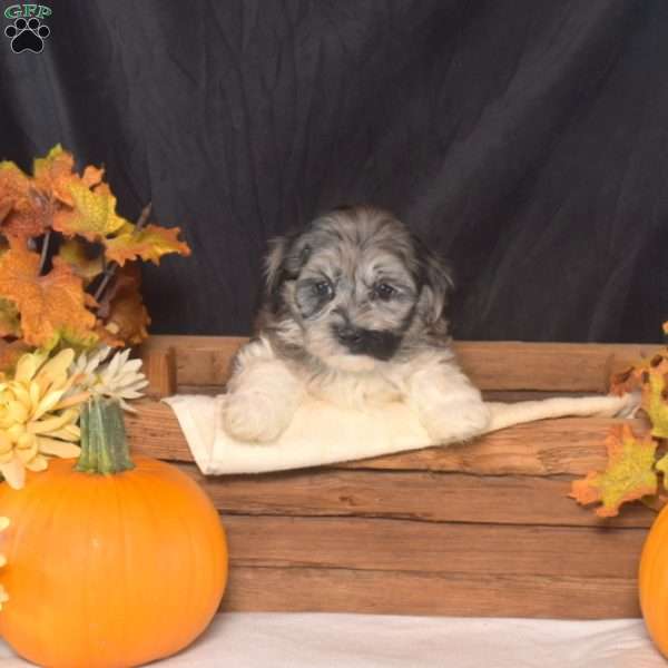 Noah, Shih-Poo Puppy