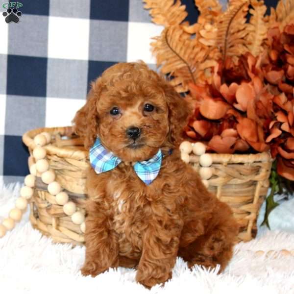 Noah, Miniature Poodle Puppy