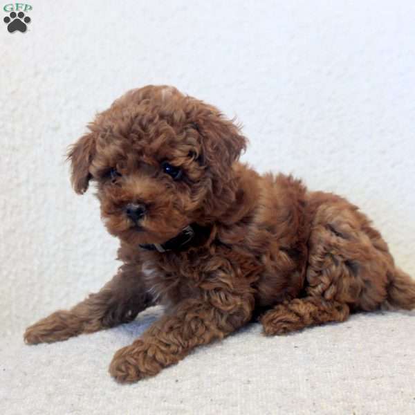Noel, Toy Poodle Puppy