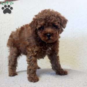 Noel, Toy Poodle Puppy