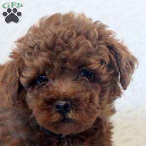 Noel, Toy Poodle Puppy