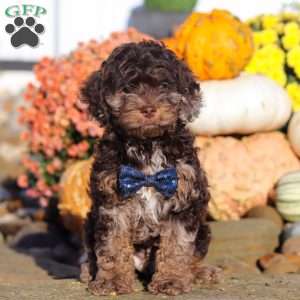Nolen, Cockapoo Puppy