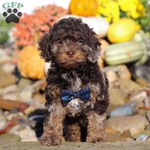 Nolen, Cockapoo Puppy