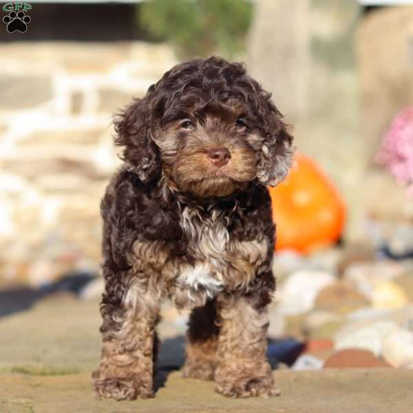 Nolen, Cockapoo Puppy