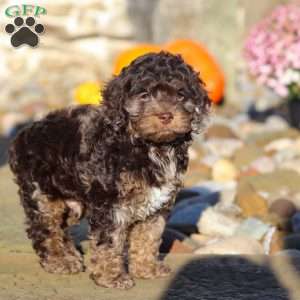 Nolen, Cockapoo Puppy