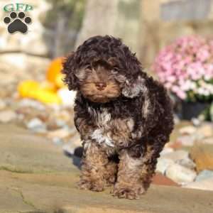 Nolen, Cockapoo Puppy