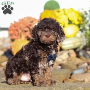 Nolen, Cockapoo Puppy