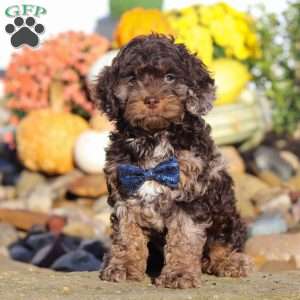 Nolen, Cockapoo Puppy