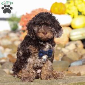 Nolen, Cockapoo Puppy