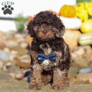 Nolen, Cockapoo Puppy