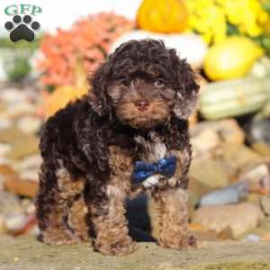 Nolen, Cockapoo Puppy