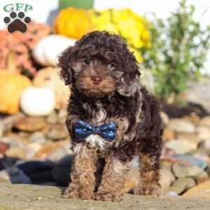 Nolen, Cockapoo Puppy