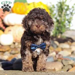 Nolen, Cockapoo Puppy