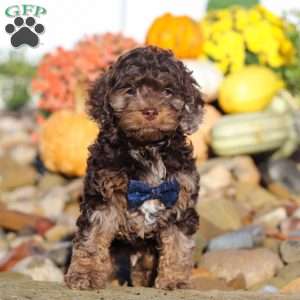 Nolen, Cockapoo Puppy