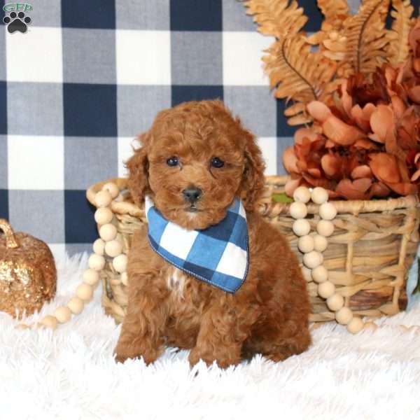 Nolan, Miniature Poodle Puppy