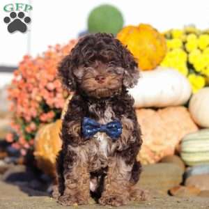 Nolen, Cockapoo Puppy