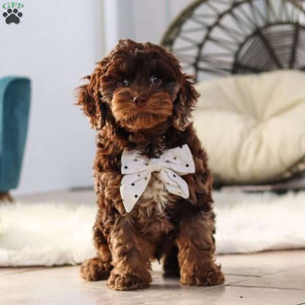 Nolen, Cockapoo Puppy