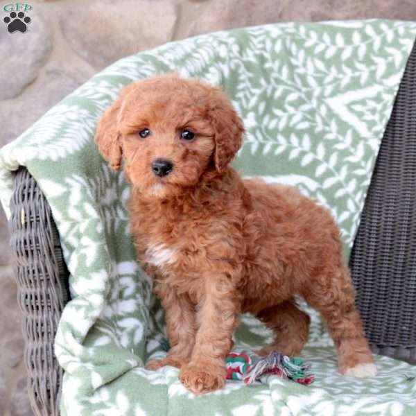 Noodle, Mini Goldendoodle Puppy
