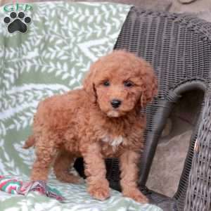 Noodle, Mini Goldendoodle Puppy