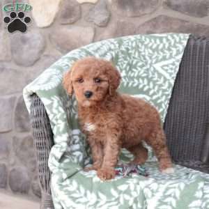 Noodle, Mini Goldendoodle Puppy