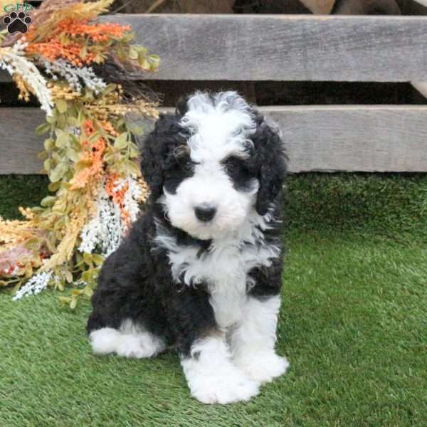 Noodle, Mini Bernedoodle Puppy