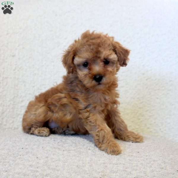 Nora, Toy Poodle Puppy