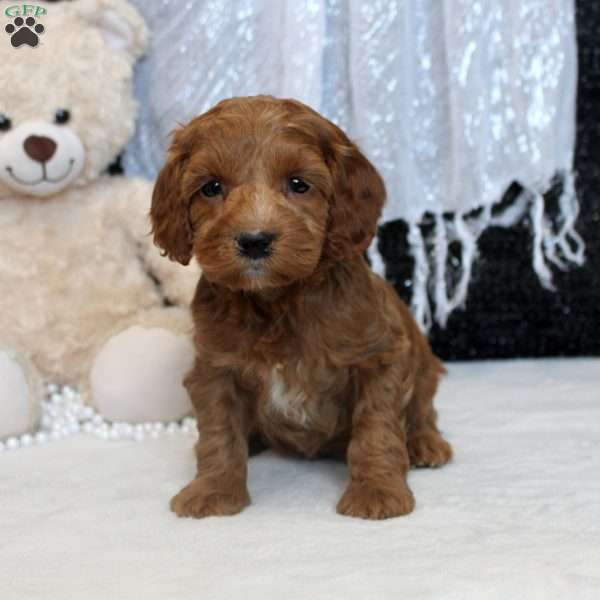 Nora, Cockapoo Puppy
