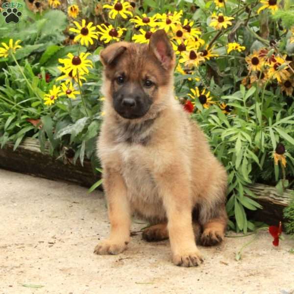 Nora, German Shepherd Puppy