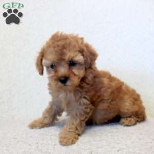 Nora, Toy Poodle Puppy